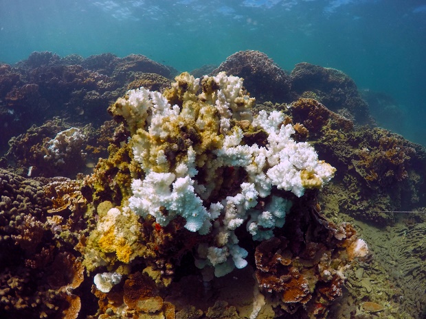 Hawaii Coral
