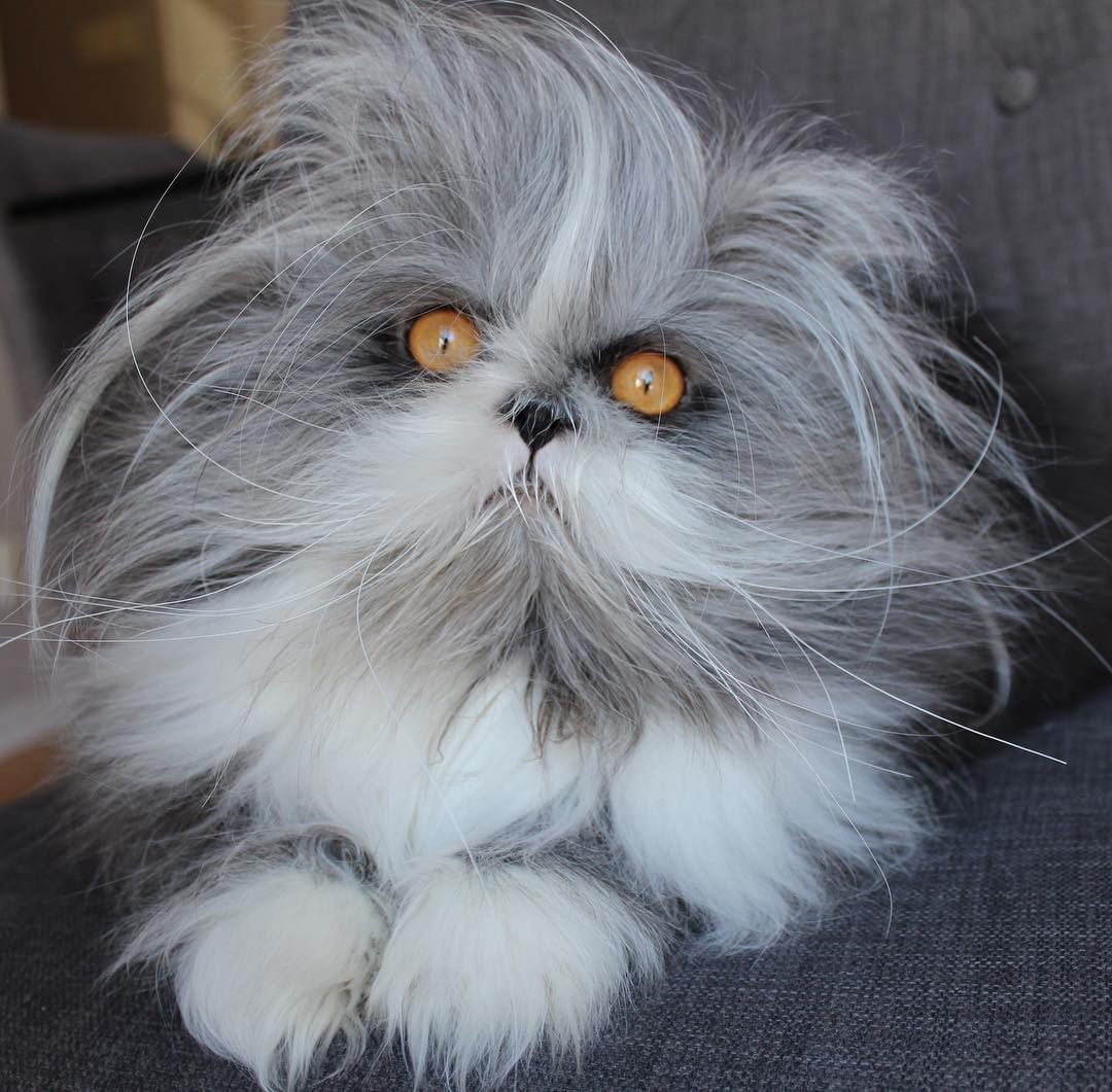 Achoum Persian Cat