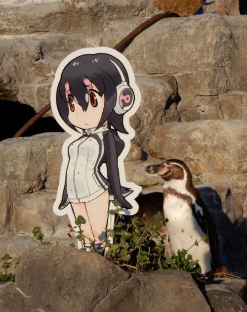 LOOK: Penguin finds anime 'waifu' in Japanese zoo | Inquirer Technology