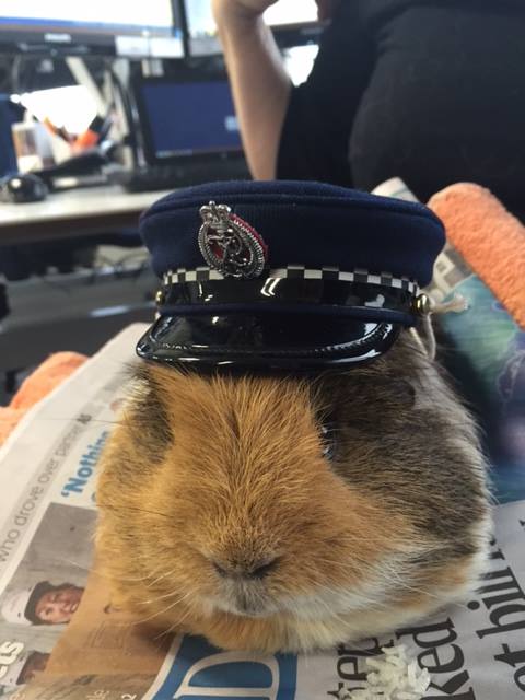 guinea pig, cute animals, Constable Elliot