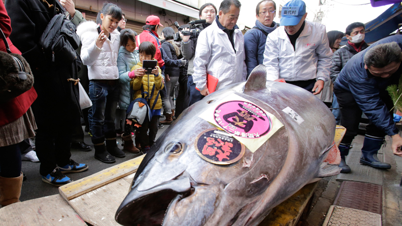 In this Jan. 5, 2014 file photo, people watch a bluefin tuna laid in front of a sushi restaurant near Tsukiji fish market after the year's celebratory first auction in Tokyo. The researchers at Tokyo University of Marine Science and Technology are fine-tuning a technology to use mackerel surrogates to spawn the bluefin, a process he hopes will enable fisheries to raise the huge, torpedo-shaped fish more quickly and at lower cost than conventional aquaculture. The aim: to relieve pressure on wild fish stocks while preserving vital genetic diversity. (AP Photo/Shizuo Kambayashi, File)