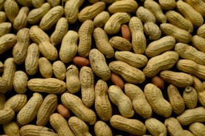 This Feb. 20, 2015, photo shows an arrangement of peanuts in New York. For years, parents of babies who seem likely to develop a peanut allergy have gone to extremes to keep them away from peanut-based foods. Now, a major study suggests that is exactly the wrong thing to do. (AP Photo/Patrick Sison)