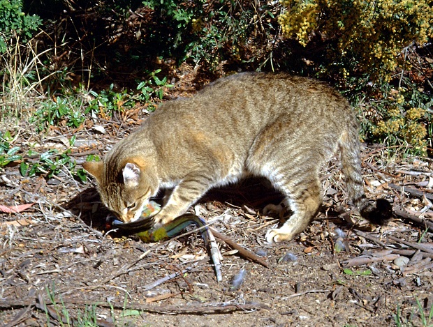 In this undated photo provided by the Department of the Environment, a feral cat catches and eats a crimson rosella bird at an unknown location in Australia. Researchers have found that much of the Australian species' decline coincided with the introduction of two animals: the feral cat, which sailors brought to Australia on ships as a means of pest control, and red foxes, brought to the continent for hunting. (AP Photo/Department of the Environment, C. Potter) EDITORIAL USE ONLY