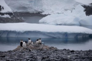 Penguins and glaciers in the Antarctica. AP FILE PHOTO