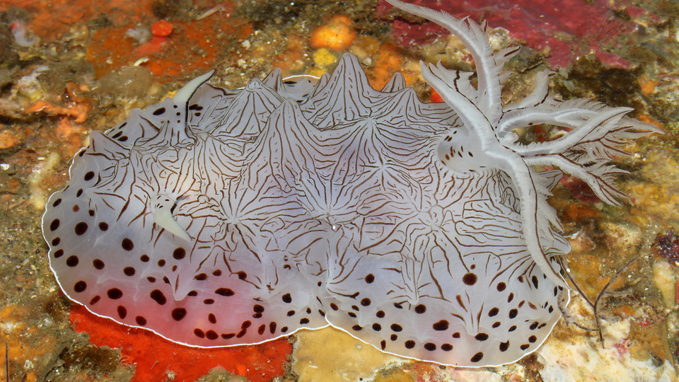 Scientists discover a new variety of nudibranch, a species of sea slugs known for its poisonous adaptation, at a site near Puerto Galera. www.calacademy.org