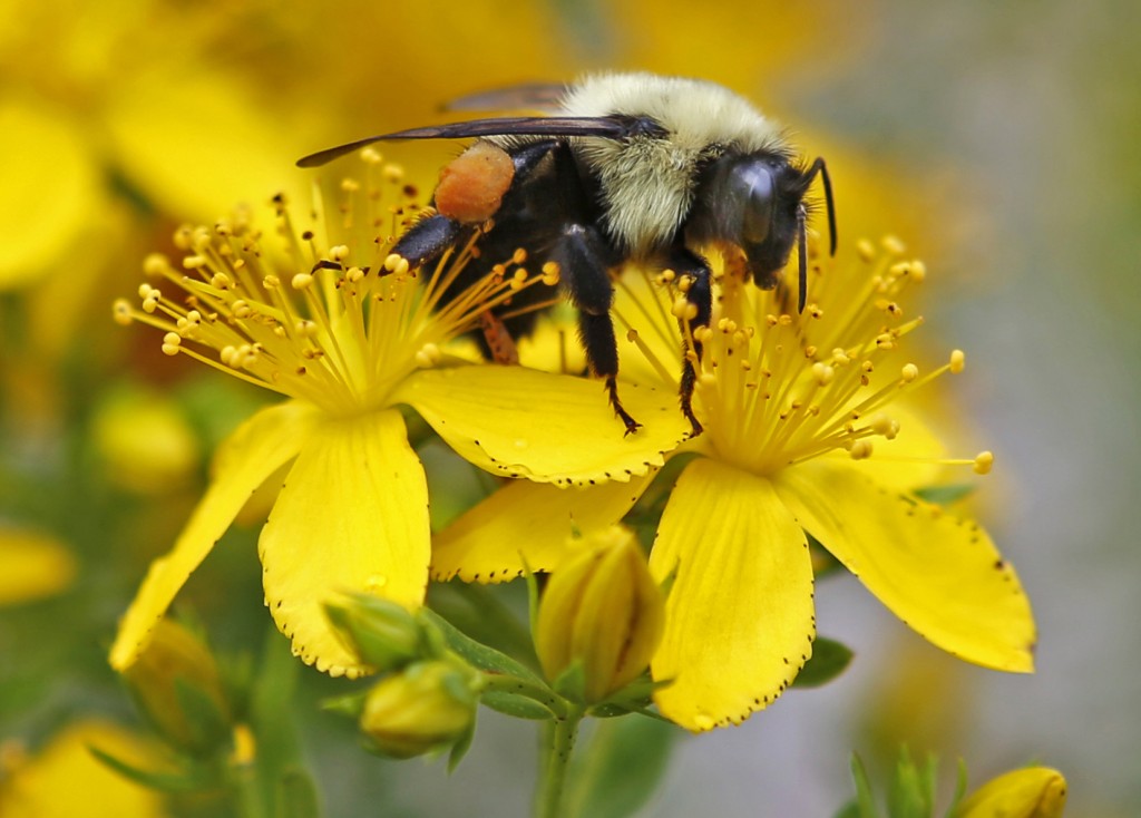 In this July 8, 2015 photo a bumblebee gathers nectar on a wildflower in Appleton, Maine. Maine scientists say the state needs to take a broad census of its bumblebees to ensure the security of its beloved blueberry and cranberry crops, and the state is enlisting its residents to make it possible. (AP Photo/Robert F. Bukaty)