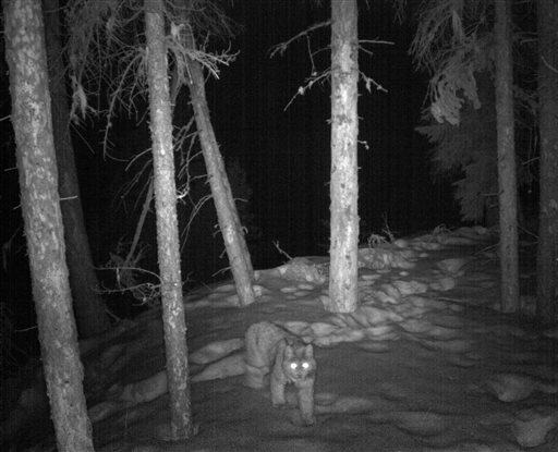 In this Feb. 9, 2015 photo, provided by the Colorado Department of Parks and Wildlife, a rare lynx is captured by remote research camera, prowling along at night in the snow of the San Juan Mountains, in southwestern Colorado. AP
