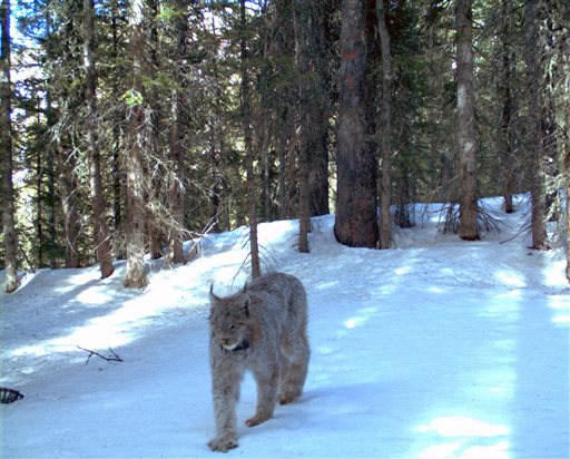 In this April 20, 2011 photo, provided by the Colorado Department of Parks and Wildlife, a rare lynx is captured by remote research camera, prowling along in the snow of the San Juan Mountains, in southwestern Colorado. AP