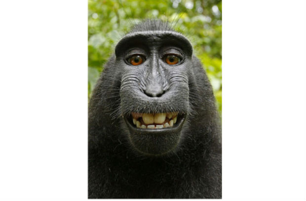 monkey who snapped selfies