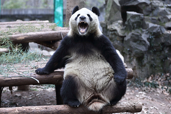 A giant panda relaxes at Hangzhou Zoo in Zhejiang province.[Xu Kangping/For China Daily]