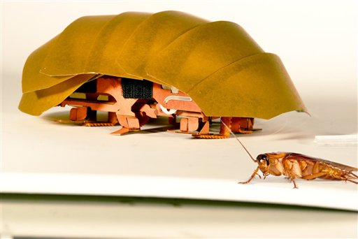 This photo provided by PolyPEDAL Lab UC Berkeley, shows the compressible robot, CRAM with a real cockroach. When buildings collapse in future disasters, the hero helping rescue trapped people may be a cheap robotic roach. Repulsive as they seem, cockroaches have the unusual ability to squish their bodies down to one quarter their normal size, yet still scamper at lightning speed.  Add to that, the common roach can withstand 900 times its own body weight without being hurt. That’s the equivalent to a 200-pound man who wouldn't be crushed 90 tons on his head.  (PolyPEDAL Lab UC Berkeley/Tom Libby, Kaushik Jayaram and Pauline Jennings via AP)