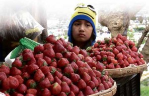 THE LARGEST strawberries displayed and sold in local markets in La Trinidad, Benguet and Baguio City.