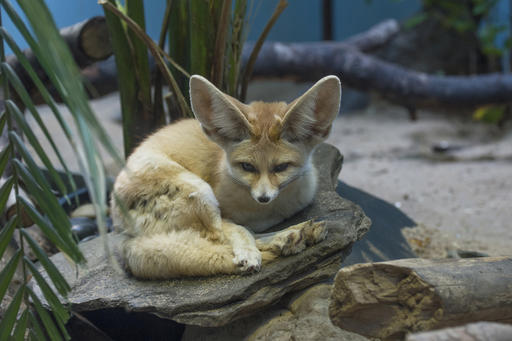 This April 13, 2016, photo provided by the Wildlife Conservation Society shows one of two new fennec foxes making their debut at the Prospect Park Zoo in the Brooklyn borough of New York. The Wildlife Conservation Society says little foxes, usually weighing less than 4 pounds as adults, with remarkably big ears, are native to the deserts of northern Africa. (Wildlife Conservation Society/Julie Larsen Maher via AP)