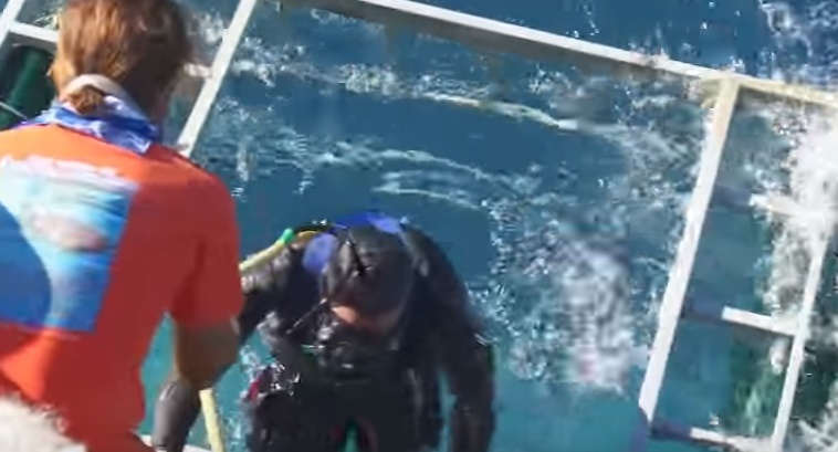 Diver Chan Ming safely emerges out of the cage after the great white shark swam away. SCREEN GRAB FROM YOUTUBE