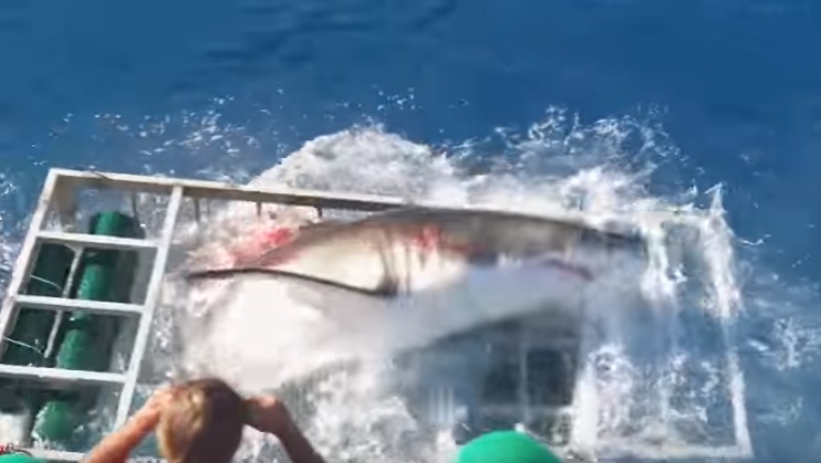 A video of a great white shark that was accidentally trapped in a cage with a diver inside went viral with over 16 million views. SCREEN GRAB FROM YOUTUBE