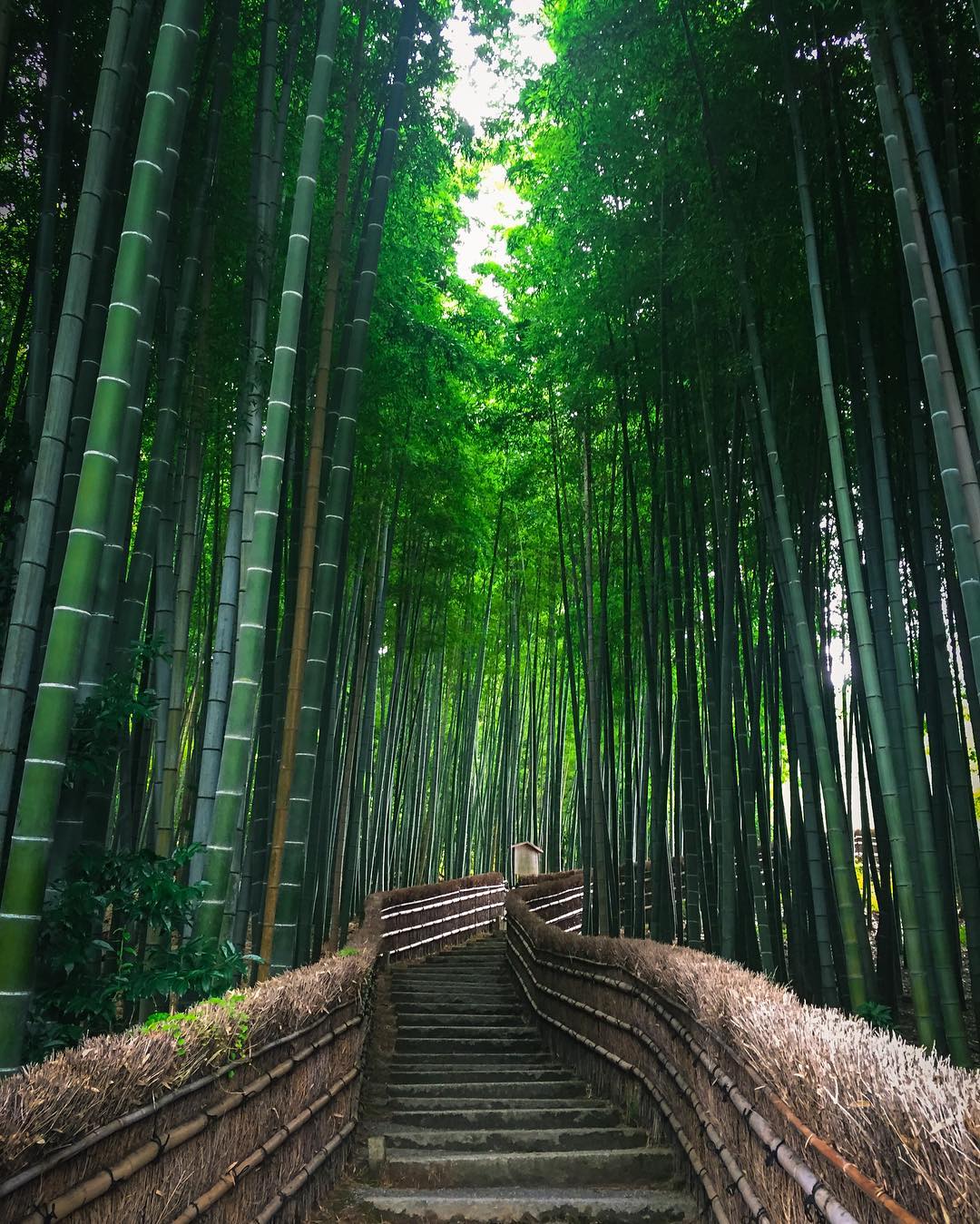 Arashiyama Bamboo Grove Kyoto