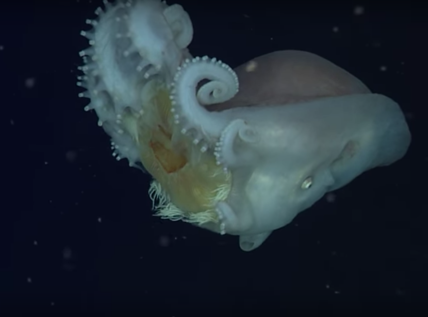 WATCH: Footage of rare ‘seven-armed’ octopus caught by scientists ...