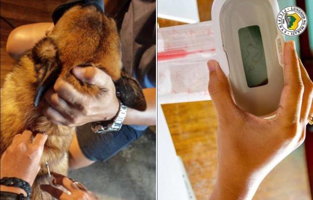 Makati dog gets microchip