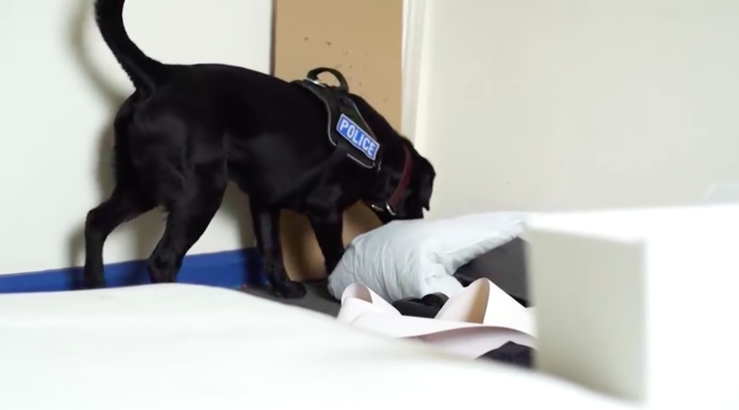 Devon & Cornwall police, K-9, sniffing dogs, dogs, UK police