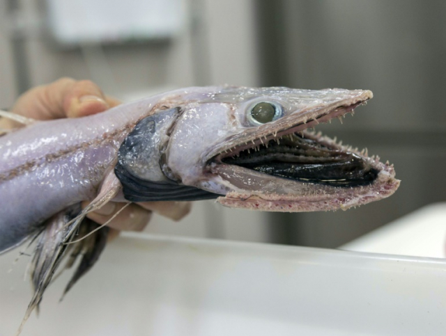 lizard fish, deep sea