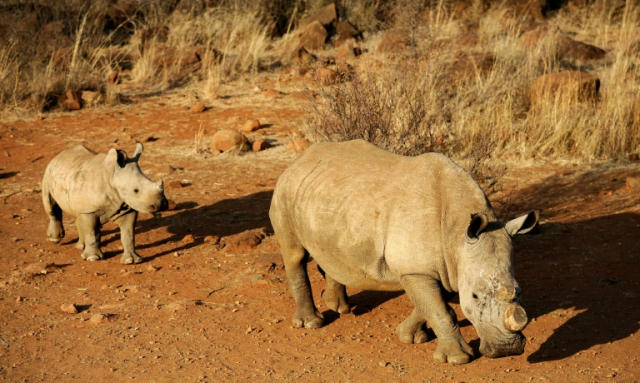 South Africa reports drop in rhinos killed by poachers
