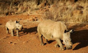 South African researchers hope to deter rhino poachers with radioactive markers