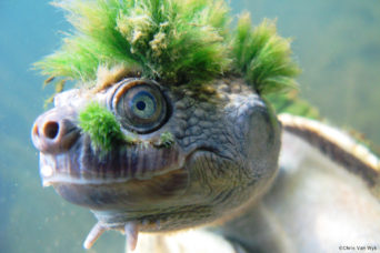 Green ‘mohawk turtle’ added to list of endangered reptiles | Inquirer ...