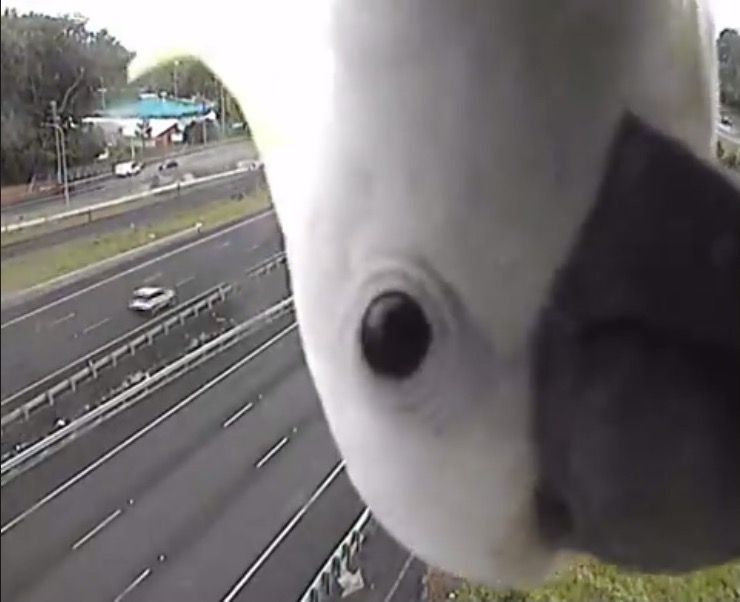 Watch Curious Parrot Takes A Peek At Cctv Traffic Camera Inquirer