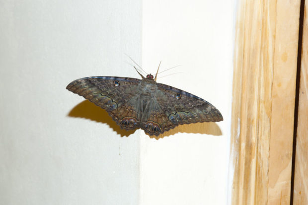 erebid moth
