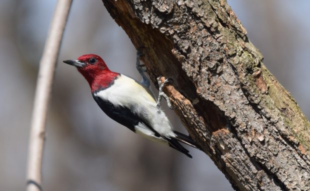 Red-headed_Woodpecker_Melanerpes_erythrocephalus_©_Andy_Reago_&_Chrissy_McClaren