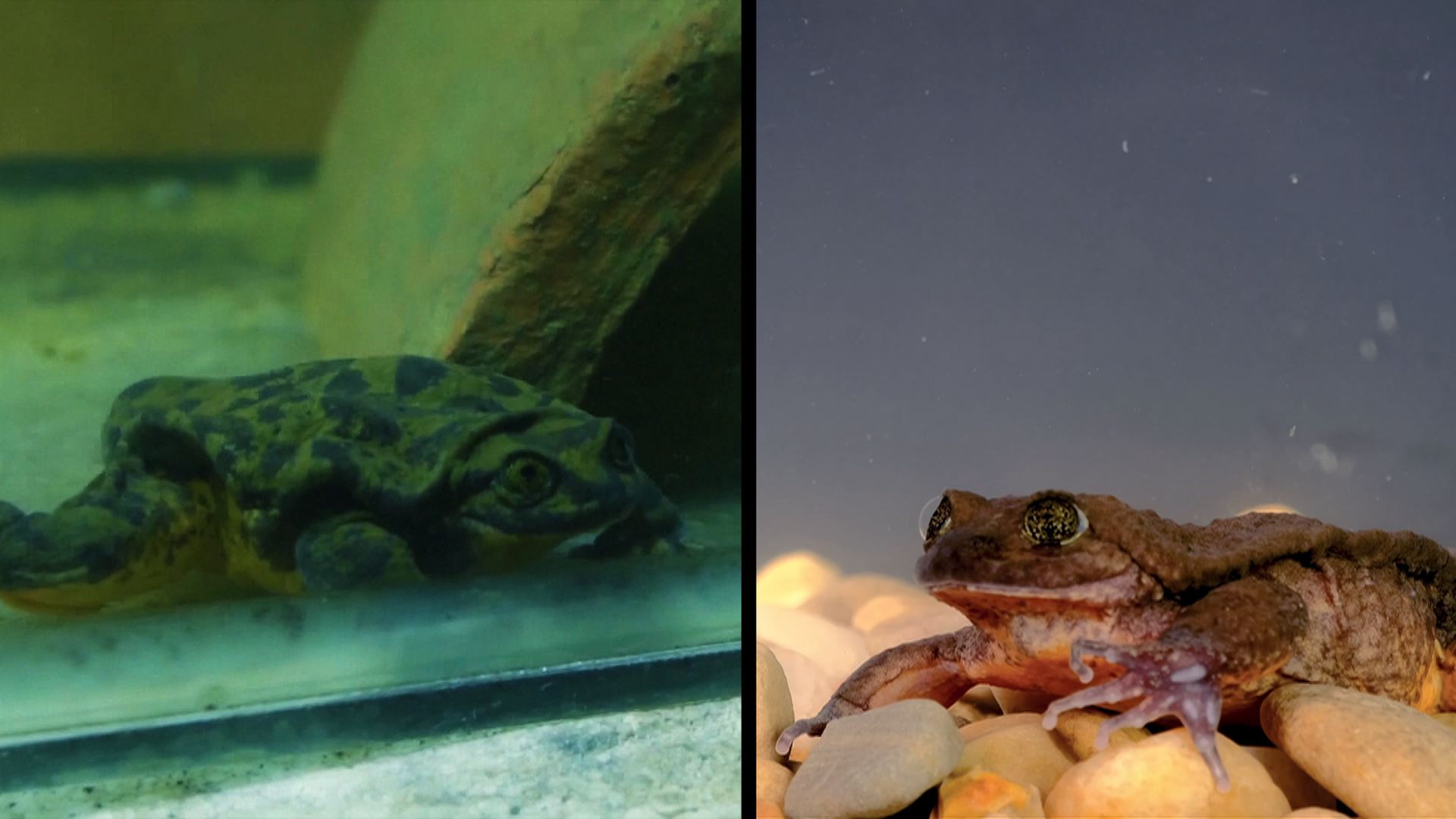 Unfroggetable: Endangered Bolivian amphibians get long-awaited first date