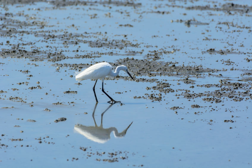 Conservation group spots new bird species in Cagayan wetlands