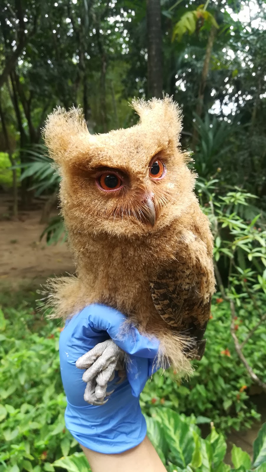 Philippine Scops Owl found in DLSU-Dasmariñas. Image: courtesy of Andrei Lee