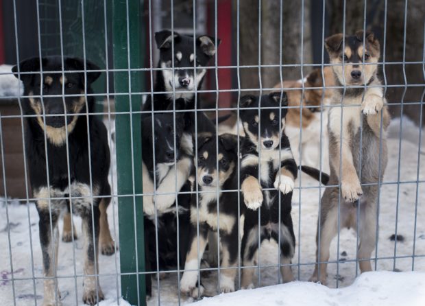In this photo taken on Thursday, Jan. 31, 2019, stray dogs look out of the enclosure. in Vilnius, Lithuania .A group of Animal lovers in Lithuania have created a mobile application inspired by the popular dating app Tinder, to match up dogs in local shelters with new owners. (AP Photo/Mindaugas Kulbis)