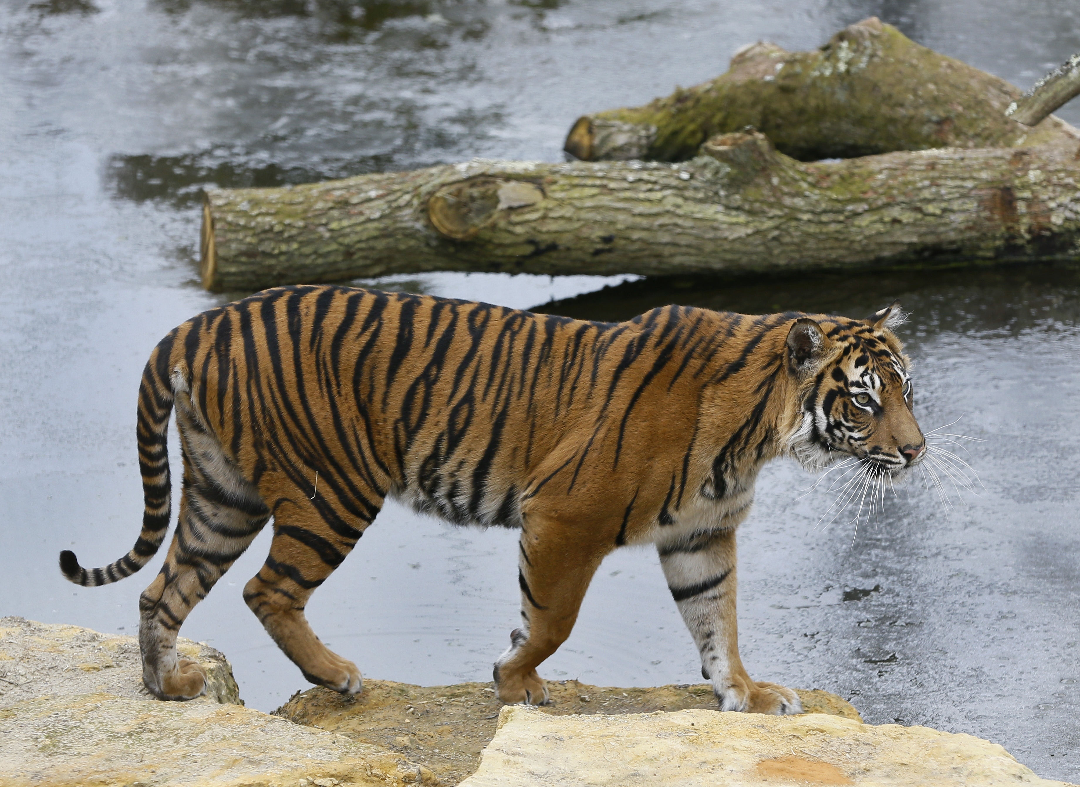 Суматранский тигр. Суматранский тигр и Амурский. Амурский тигр. Сенегальский тигр. Тигр образует реку
