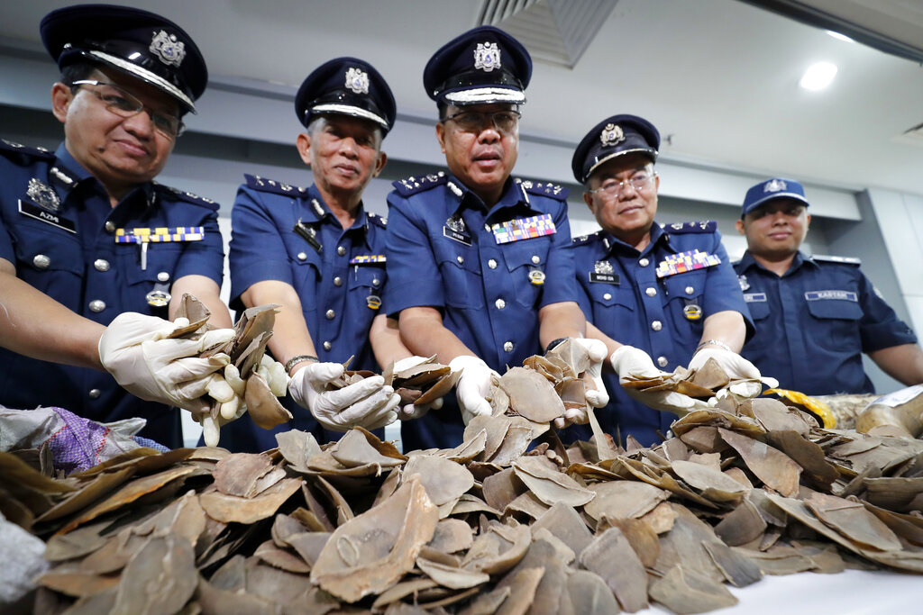 Wildlife group: Malaysia seizes record 30-ton pangolin haul