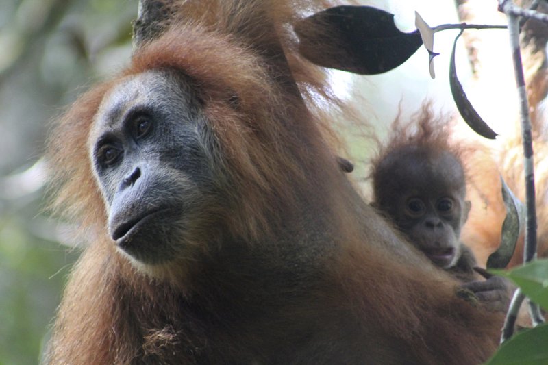 Indonesia court allows dam in orangutan habitat to proceed