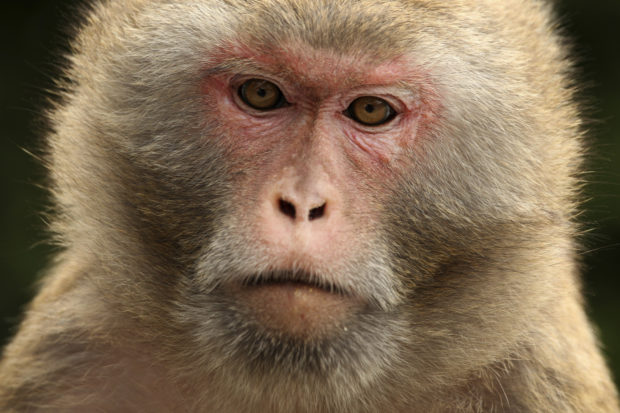  Chinese scientists create monkeys with human brain genes