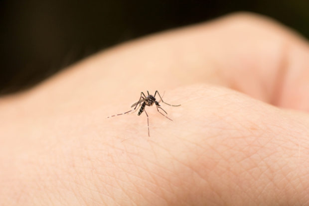 Researchers create potential anti-Zika molecules