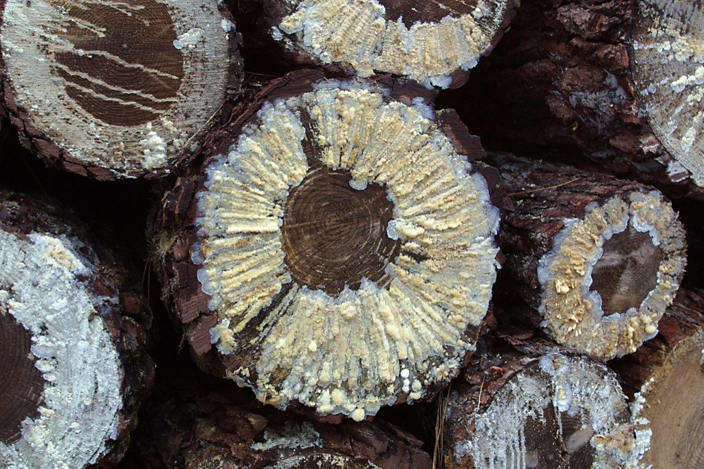 One billion year old fungi found is Earth's oldest 