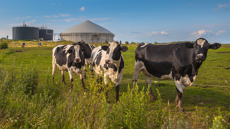 cows on renewable gas plant