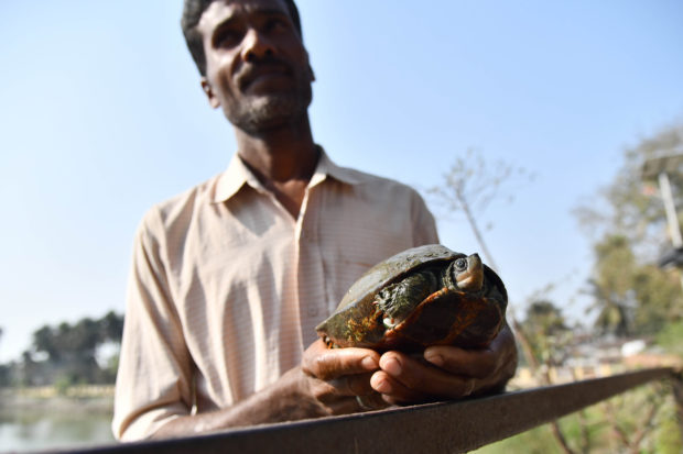 Extinct, turtle, india