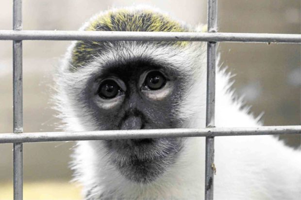 Even lab monkeys need retirement funds