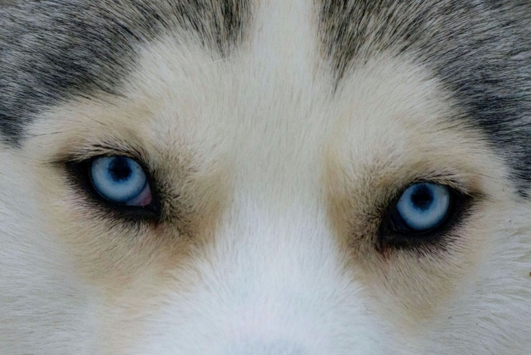 The evolution of 'puppy dog eyes' | Inquirer Technology