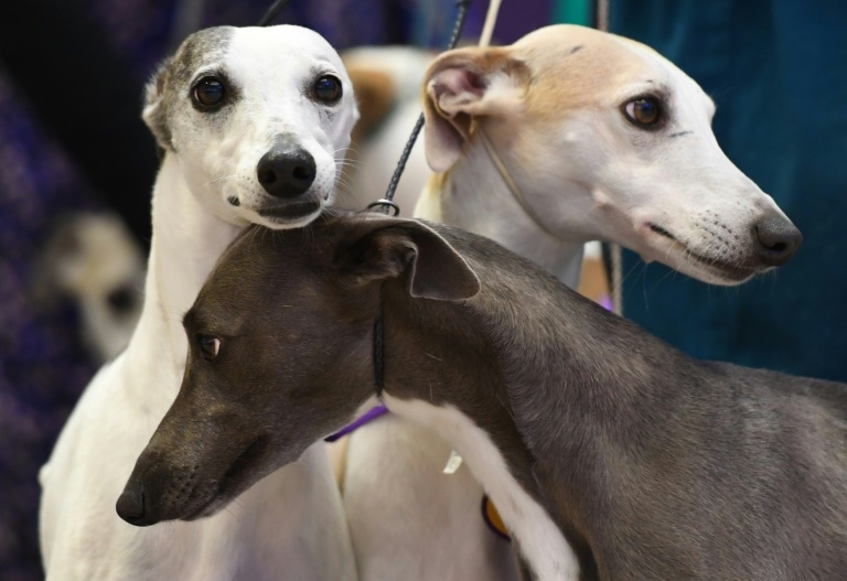 The evolution of 'puppy dog eyes' | Inquirer Technology
