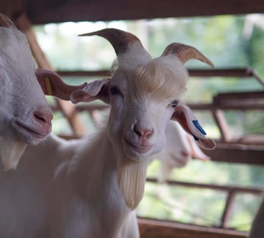 Goat goes viral on Facebook for being 'too handsome' | Inquirer Technology
