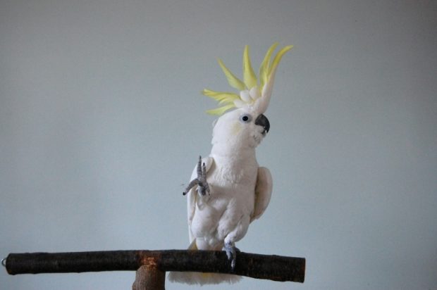 Snowball the Cockatoo