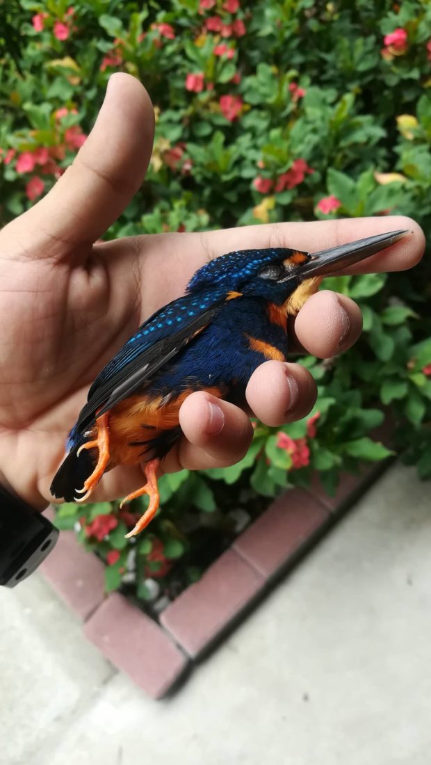 LOOK: Injured endemic bird gets rescued in DLSU-Dasmariñas campus