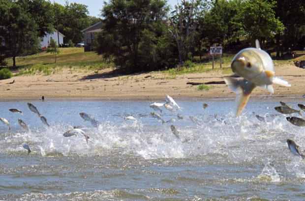 Study: Asian carp could find plenty of food in Lake Michigan