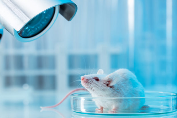 white mouse in laboratory